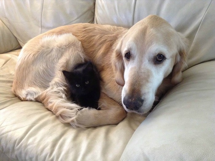 犬と黒猫