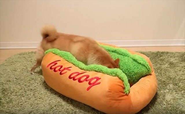 hotdog3