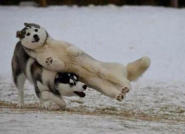 滑るハスキー犬