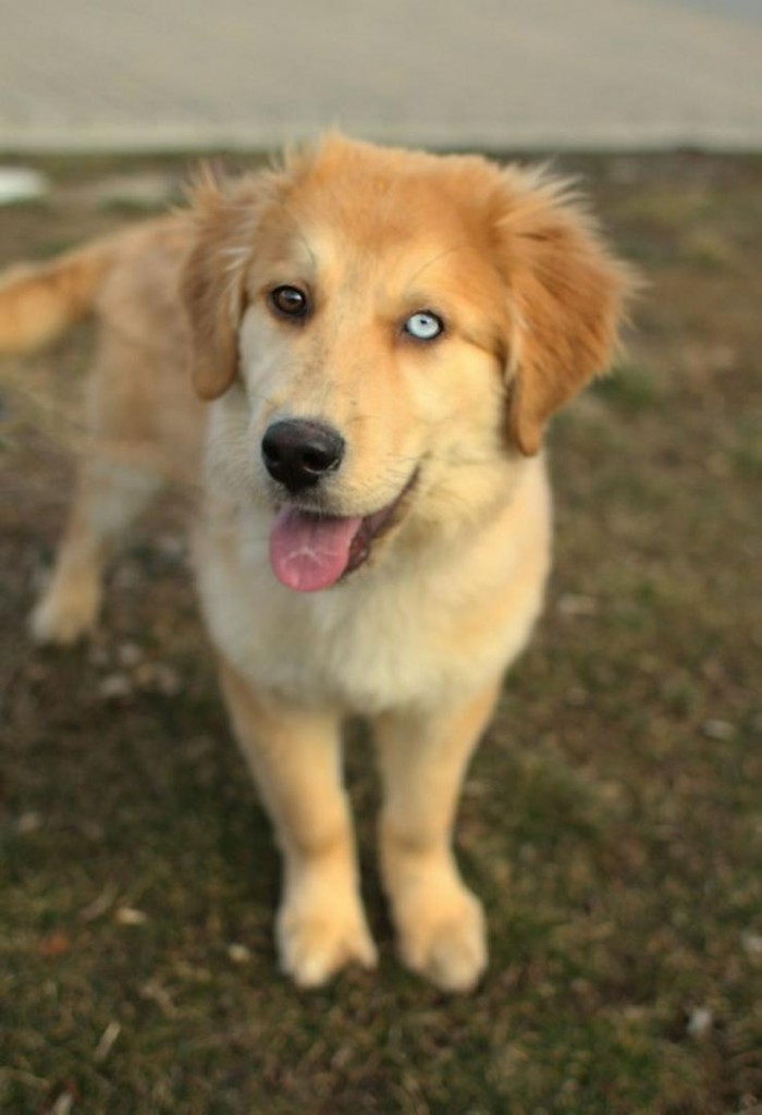 最上級の可愛さを持った子犬が最上級の美しさを持つイケメンワンちゃんへと成長 Lenon 3ページ