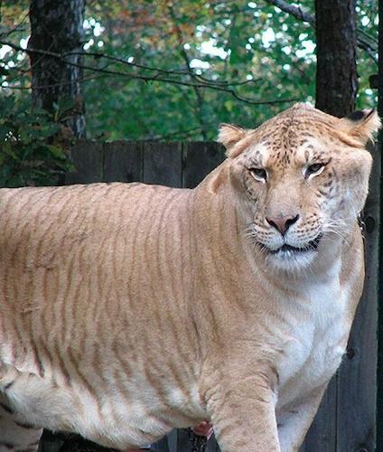 ギネスに認定された世界最大のネコ科動物の驚異的な大きさをご覧ください Lenon